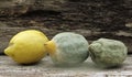 Citrus fruit lemon and mold Royalty Free Stock Photo
