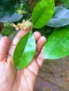 Grapefruit leaf and seed Royalty Free Stock Photo