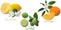 Citrus fruit. Orange, lemon, lime. Isolated on white background.