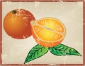 Citrus fruit - oranges Royalty Free Stock Photo