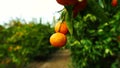 Citrus Fruit Orchard Tangerines Food Harvest California Agriculture