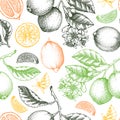 Citrus fruit seamless pattern. Lime fruit, branch, flower sketches in color. Botanical background. Exotic plants texture. Hand Royalty Free Stock Photo