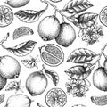 Citrus fruit seamless pattern. Lime tree branches, fruit, flowers, leaves sketches. Botanical background. Exotic plants texture. Royalty Free Stock Photo