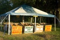 Citrus fruit stand Royalty Free Stock Photo