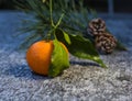 Citrus fruit-tangerine and two pine cone in the winter Royalty Free Stock Photo