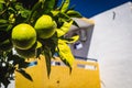Citrus fruit on a tree in the sun Royalty Free Stock Photo