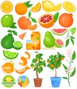 Citrus fruit vector illustration set, cartoon flat food drink citrus collection with fresh orange juice, citric plant in