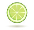 Citrus fruit. Vitamin C. Vector illustration of fresh ripe juicy lime slice with a shadow isolated on a white background
