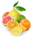 Citrus fruits