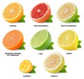 Citrus fruits collection Royalty Free Stock Photo