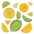 Citrus fruits collection, lemons and limes slices. Royalty Free Stock Photo