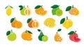 Citrus fruits food allergens, illustration set in color vector, lemon and orange, grapefruit and mandarin, lime and