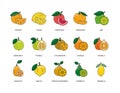 Citrus fruits food allergens, illustration set in color vector, lemon and orange, grapefruit and mandarin, lime and