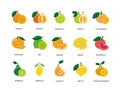 Citrus fruits food allergens, illustration set in color vector, lemon and orange, grapefruit and mandarin, lime and