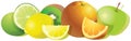 Juicy vector citrus fruits isolated on a white background.