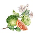 Citrus fruits and jasmine branch watercolor illustration isolated on white. Bergamot hand drawn. Fresh summer Royalty Free Stock Photo