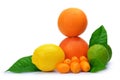 Citrus fruits Orange, Grapefruit, Lemon, Lime, Kumquat isolated