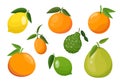 Citrus fruits set: orange, lemon, lime, kumquat and others. Vector illustration isolated on white background Royalty Free Stock Photo