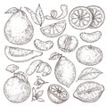 Citrus fruits sketch. Hand drawn orange mandarin pomelo, isolated tropical juicy plants. Vintage lemon blossom flower