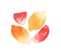 Citrus fruits sliced and whole lemons and grapefruit watercolor hand sketch