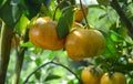 Citrus fruits on the tree in Mekong Delta, Vietnam Royalty Free Stock Photo