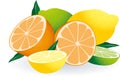 Citrus Fruits Vector