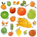 Citrus fruits on white background Royalty Free Stock Photo