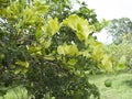 Citrus greening HLB huanglongbing yellow dragon diseased leaves and fruits