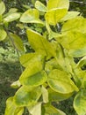 Citrus greening HLB huanglongbing yellow dragon diseased leaves and fruits Royalty Free Stock Photo