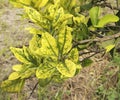 Citrus greening HLB huanglongbing yellow dragon diseased leaves and fruits