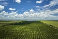 Citrus grove farmlands with rows of orange trees growing in rural Florida on a sunny day Royalty Free Stock Photo