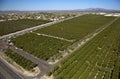 Citrus Groves Royalty Free Stock Photo