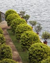 Citrus groves on the Borromean islands Royalty Free Stock Photo