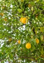 Lemons Hanging in a Tree Royalty Free Stock Photo