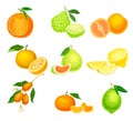 Citrus Hesperidium Fruits with Mandarin and Kumquat Vector Set