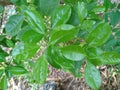 citrus hystrix leaves or kaffir lime leaves are deep green. this leaf is commonly used as a cooking spice Royalty Free Stock Photo