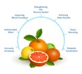 Citrus infographics illustration
