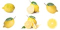 Citrus isolate, fresh lemon, whole and slices, on a white background, arranged in rows