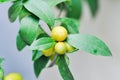 Citrus japonica Thunb or Kumquat , Kumquat plant or Cumquats or Citrus Japonica Thunb or RUTACEAE Royalty Free Stock Photo