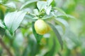 Citrus japonica Thunb or Kumquat , Kumquat plant or Cumquats or Citrus Japonica Thunb or RUTACEAE Royalty Free Stock Photo