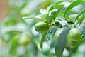 Citrus japonica Thunb or Kumquat , Kumquat plant or Cumquats or Citrus Japonica Thunb or RUTACEAE Royalty Free Stock Photo