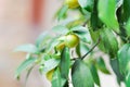 Citrus japonica Thunb or Kumquat , Kumquat plant or Cumquats or Citrus Japonica Thunb or RUTACEAE Royalty Free Stock Photo