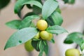 Citrus japonica Thunb or Kumquat , Kumquat plant or Cumquats or Citrus Japonica Thunb or RUTACEAE Royalty Free Stock Photo