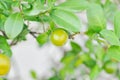 Citrus japonica Thunb or Kumquat , Kumquat plant or Cumquats or Citrus Japonica Thunb or RUTACEAE or orange Royalty Free Stock Photo