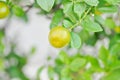 Citrus japonica Thunb or Kumquat , Kumquat plant or Cumquats or Citrus Japonica Thunb or RUTACEAE or orange Royalty Free Stock Photo