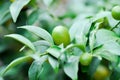 Citrus japonica Thunb or Kumquat , Kumquat plant or Cumquats or Citrus Japonica Thunb or RUTACEAE Royalty Free Stock Photo