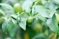 Citrus japonica Thunb or Kumquat , Kumquat plant or Cumquats or Citrus Japonica Thunb or RUTACEAE Royalty Free Stock Photo