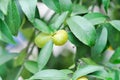 Citrus japonica Thunb or Kumquat , Kumquat plant or Cumquats or Citrus Japonica Thunb or RUTACEAE Royalty Free Stock Photo