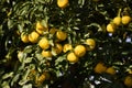 Citrus junos Yuzu fruits