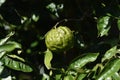 Citrus junos Yuzu fruits